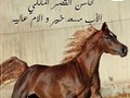 أقتني أجود الخيول العربية الاصيلة