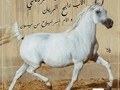 أقتني أجود الخيول العربية الاصيلة